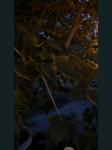 Bewegte Lichtstimmung mit dekorativen Laternen im abendlichen Garten